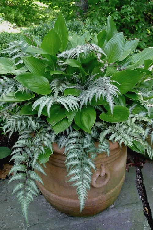 Japanese Painted Fern - 1 Gallon Pot - Image 4