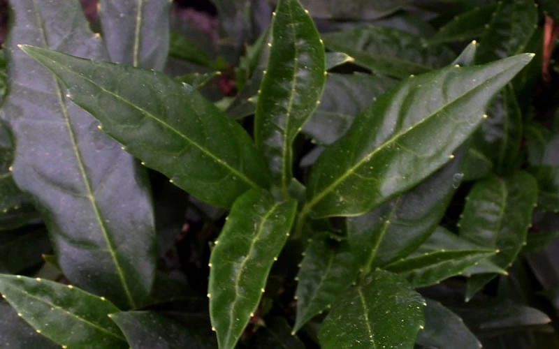 Dwarf Green Aucuba - Japanese Laurel - 3 Gallon Pot - Image 4