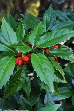 Sawtoothed Aucuba Serratifolia - 6 Pack Of 1 Gallon Pots