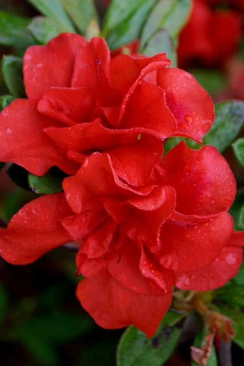 Autumn Embers Encore Azalea - 6 Pack Of 1 Gallon Pots