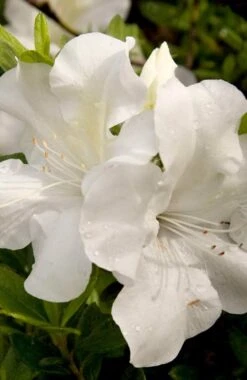 Autumn Ivory Encore Azalea - 6 Pack Of 1 Gallon Pots