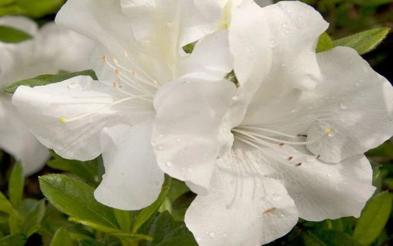 Autumn Ivory Encore Azalea - 3 Gallon Pot - Image 5