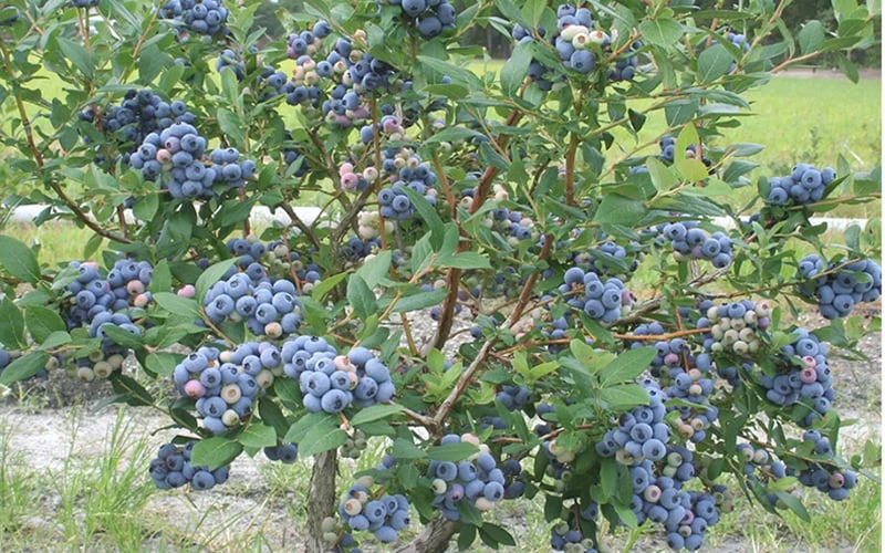 Northern Highbush Blueberry (Vaccinum Corymbosum) - 6 Pack Of 1 Gallon Pots - Image 4