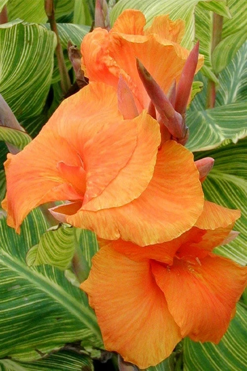 Bengal Tiger Canna Lily - 1 Gallon Pot - Image 6