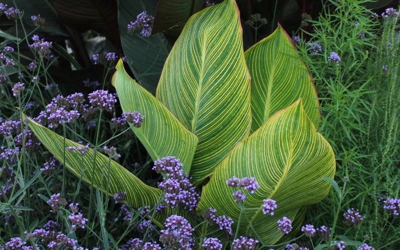 Bengal Tiger Canna Lily - 1 Gallon Pot - Image 9