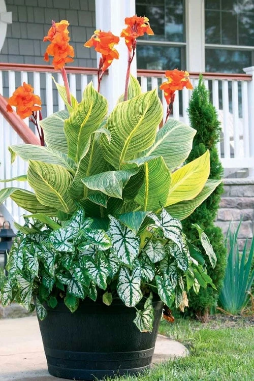 Bengal Tiger Canna Lily - 1 Gallon Pot - Image 7