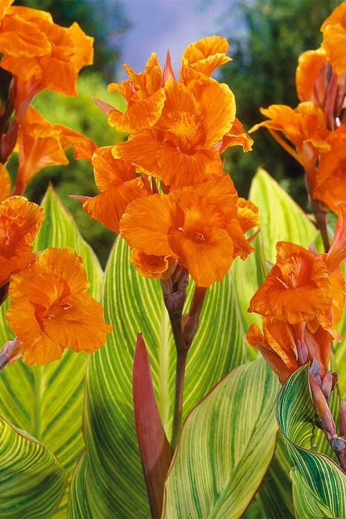 Bengal Tiger Canna Lily - 1 Gallon Pot - Image 4