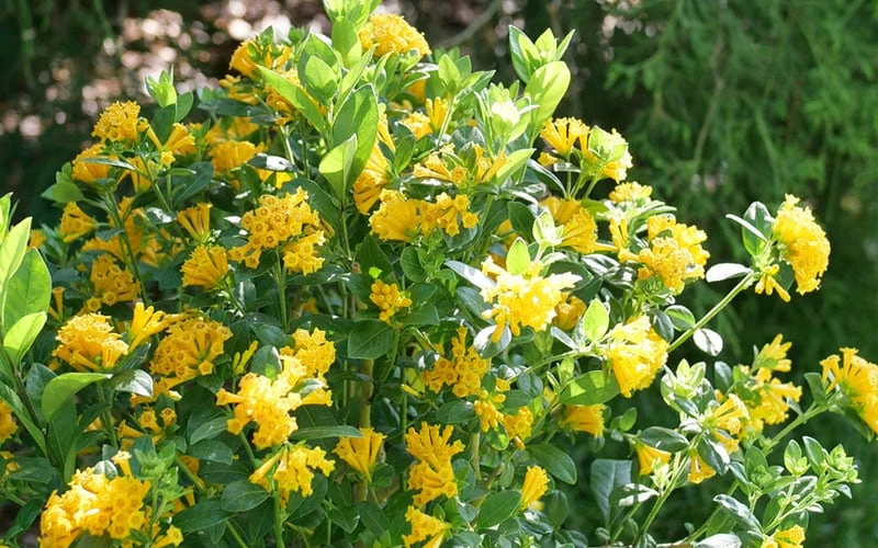 Juiced Orange Jessamine (Cestrum Corymbosum) - 3 Pack Of Quart Pots - Image 5