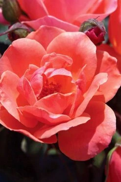 Coral Knock Out Rose - 1 Gallon Pot