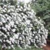 Acoma Weeping White Crape Myrtle - 5 Gallon Pot