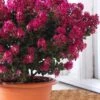 Berry Dazzle Dwarf Crape Myrtle - 2 Gallon Pot