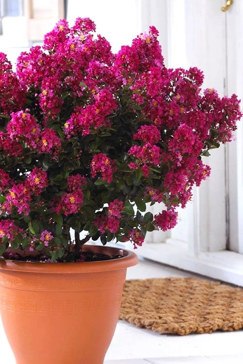 Berry Dazzle Dwarf Crape Myrtle - 2 Gallon Pot
