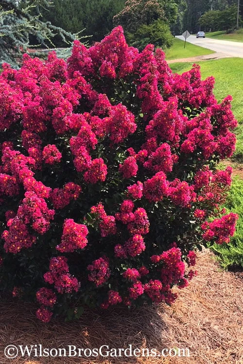 Berry Dazzle Dwarf Crape Myrtle - 3 Gallon Pot - Image 4