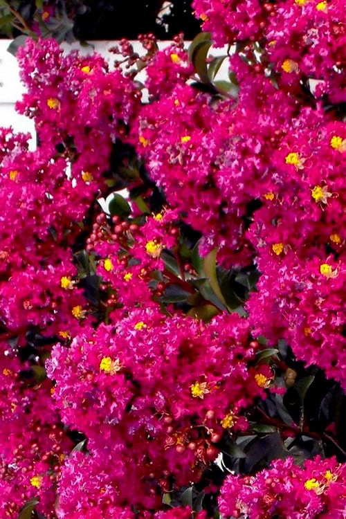 Berry Dazzle Dwarf Crape Myrtle - 3 Gallon Pot - Image 7