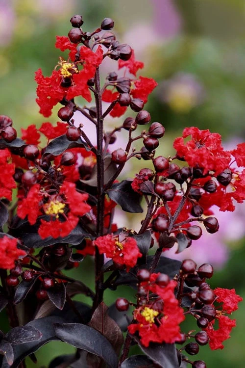 Center Stage Red Black Leaf Crape Myrtle -2 Gallon Pot - Image 5