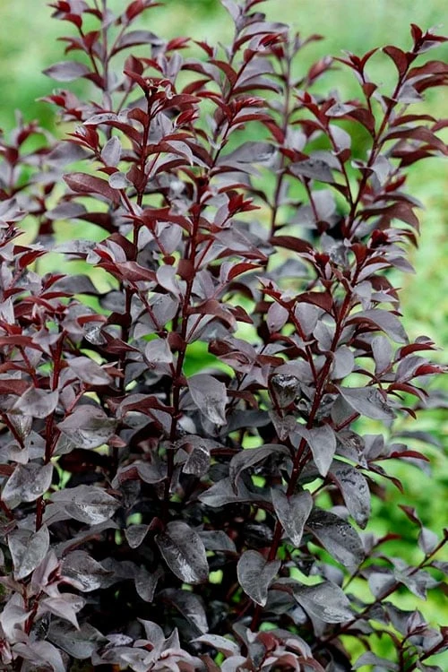 Center Stage Red Black Leaf Crape Myrtle -2 Gallon Pot - Image 6