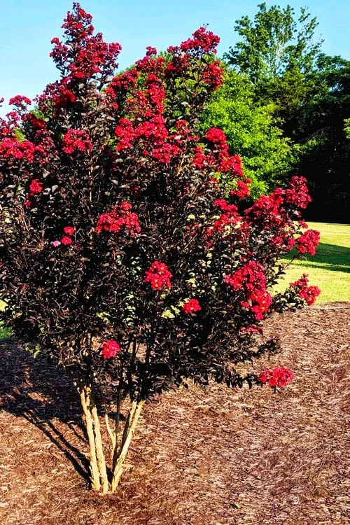 Center Stage Red Black Leaf Crape Myrtle -2 Gallon Pot - Image 4