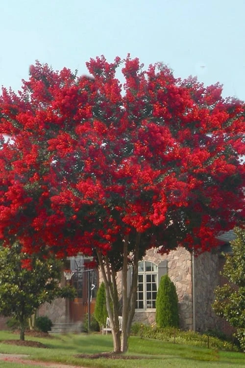 Dynamite Red Crape Myrtle - 7 Gallon Pot (5-6') - Image 5