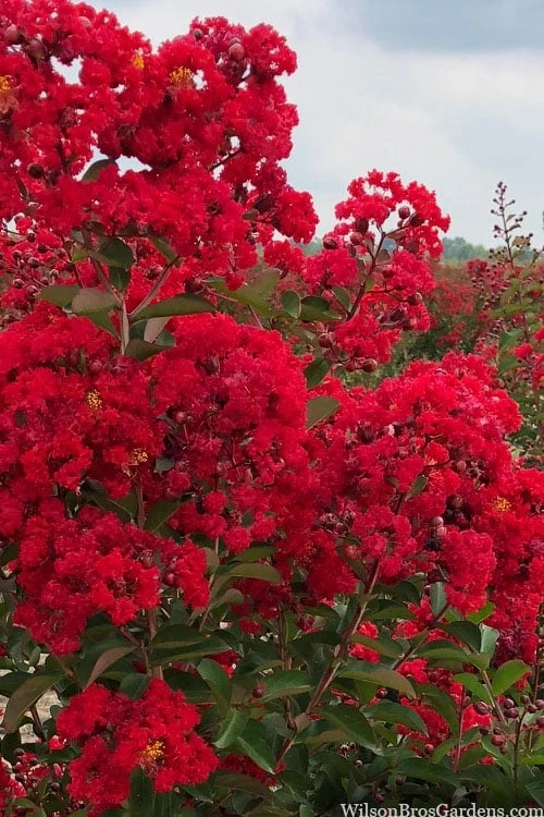 Miss Frances Red Crape Myrtle - 3 Gallon Pot - Image 4