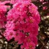 Twilight Magic Crape Myrtle - 3 Gallon Pot
