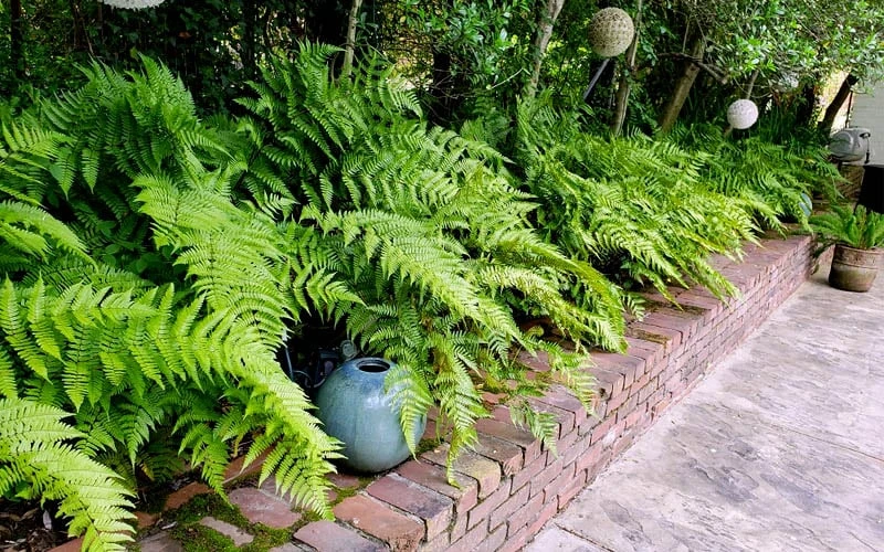 Autumn Brilliance Fern (Dryopteris Erythrosora) - 1 Gallon Pot - Image 7