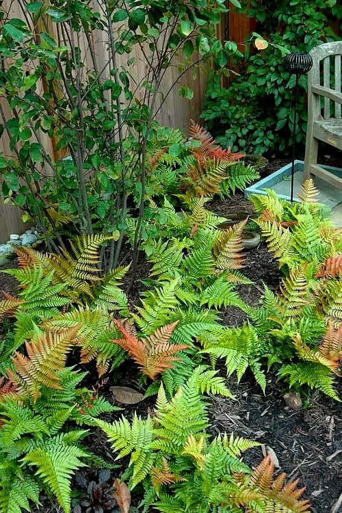 Autumn Brilliance Fern (Dryopteris Erythrosora) - 1 Gallon Pot - Image 8