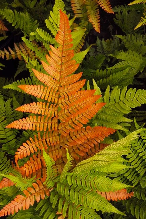 Autumn Brilliance Fern (Dryopteris Erythrosora) - 6 Pack Of 1 Gallon Pots - Image 4