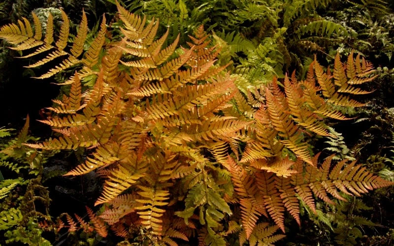 Autumn Brilliance Fern (Dryopteris Erythrosora) - 1 Gallon Pot - Image 5