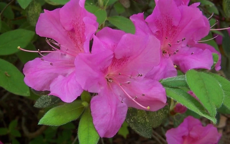 Autumn Amethyst Encore Azalea - 3 Gallon Pot - Image 5