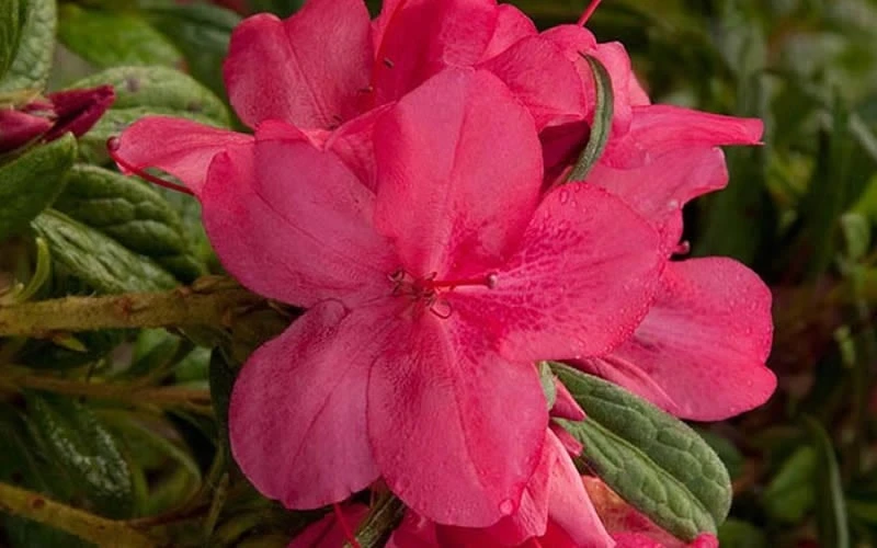 Autumn Jewel Encore Azalea - 2 Gallon Pot - Image 4