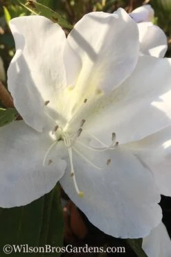 Autumn Lily Encore Azalea - 6 Pack Of 1 Gallon Pots