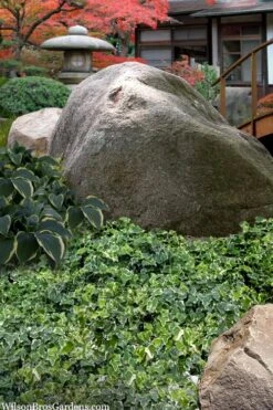 Ingelise English Ivy (Hedera) - 5 Pack Of Pint Pots