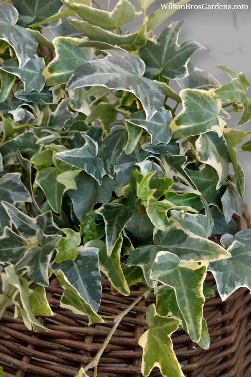 Ingelise English Ivy (Hedera) - 10 Pack Of 4" Pots - Image 6