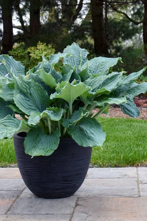 Diamond Lake Hosta Lily - 1 Gallon Pot - Image 5