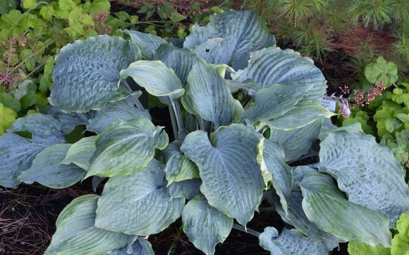 Diamond Lake Hosta Lily - 1 Gallon Pot - Image 4