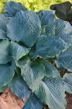 Diamond Lake Hosta Lily - 2 Gallon Pot