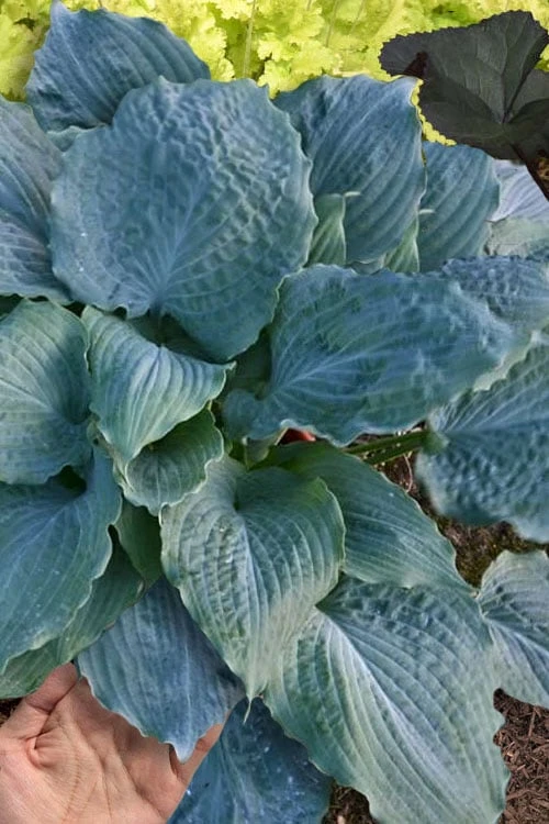 Diamond Lake Hosta Lily - 1 Gallon Pot