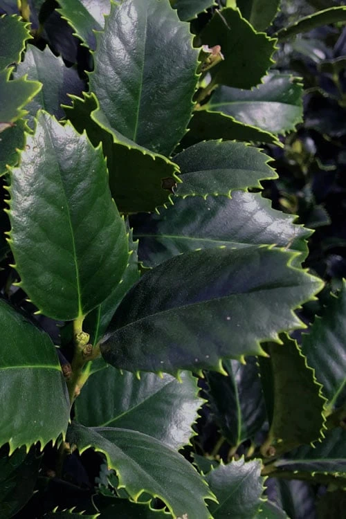 Liberty Holly - 3 Gallon Pot - Image 4