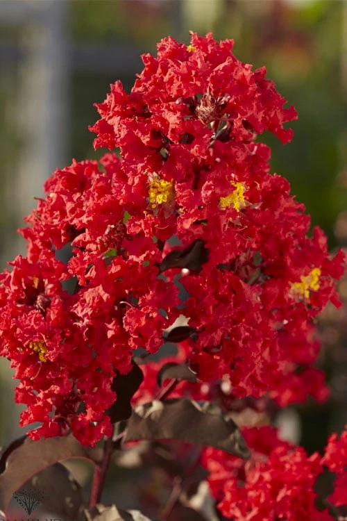 Black Diamond Best Red Crape Myrtle (Multi Trunk) - 3 Gallon Pot - Image 4