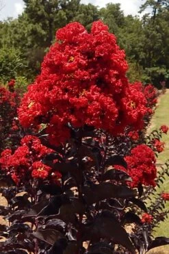 Black Diamond Best Red Crape Myrtle (Multi Trunk) - 3 Gallon Pot