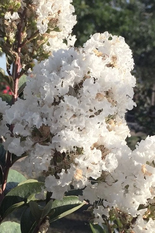 Enduring Summer 'White' Crape Myrtle - 3 Gallon Pot - Image 5
