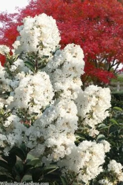 Enduring Summer 'White' Crape Myrtle - 3 Gallon Pot