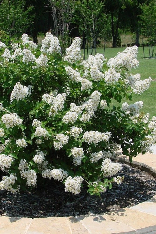Enduring Summer 'White' Crape Myrtle - 3 Gallon Pot - Image 4
