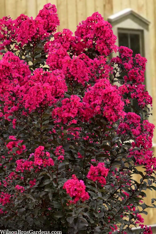 Black Diamond 'Mystic Magenta' Crape Myrtle - 2 Gallon Pot - Image 5