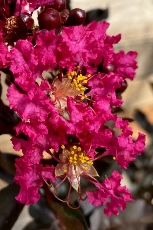 Black Diamond 'Mystic Magenta' Crape Myrtle - 2 Gallon Pot - Image 4