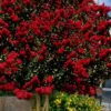 Dynamite Red Crape Myrtle - 7 Gallon Pot (3-4')