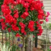 Enduring Summer Red Crape Myrtle Tree (Single Trunk) - 7 Gallon Pot