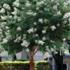 Natchez White Crape Myrtle Tree (Single Trunk) - 5 Gallon Pot