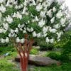 Natchez White Crape Myrtle (Multi Trunk) - 7 Gallon Pot (4-5')