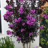 Black Diamond 'Purely Purple' Crape Myrtle Tree (Multi Trunk) - 7 Gallon Pot